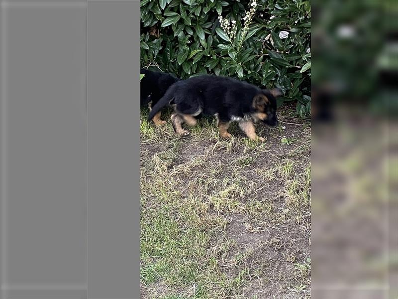 Schäferhund Welpen Hündinnen