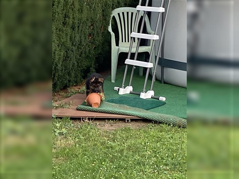 Schäferhund Welpen Hündinnen