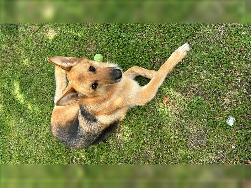 Schöner Deutscher Schäferhund