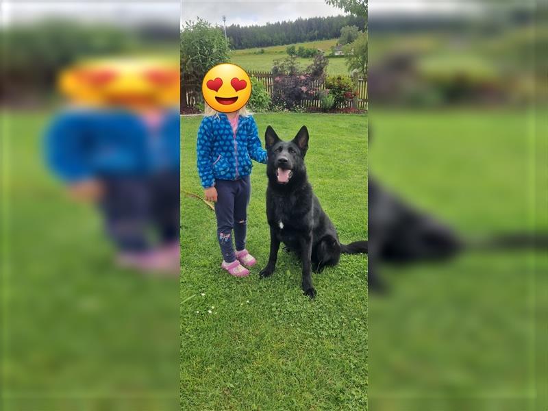 Liebevoller junger schöner lackschwarzer reinrassiger Deutscher Schäferhund