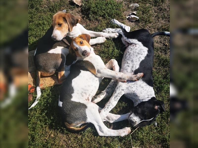 Russische Bracke gekreuzt mit Deutschem Wachtel Hund