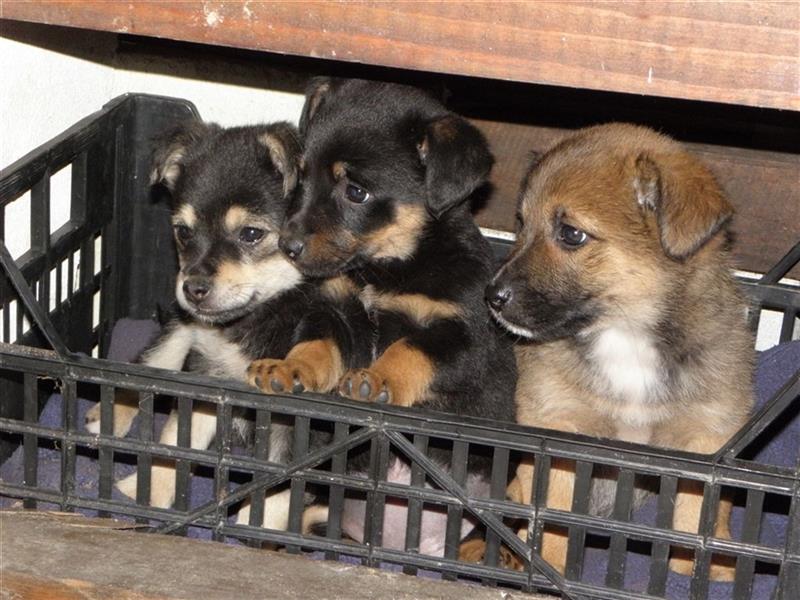 Deutschlandweit Pflegestellen für Hunde gesucht