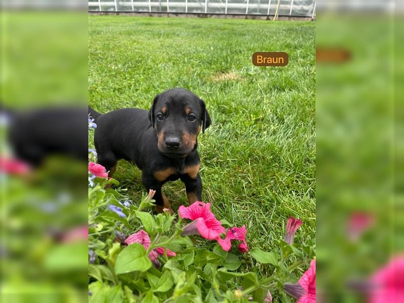 Reinrassige Dobermann Welpen aus Haus- und Familenaufzucht