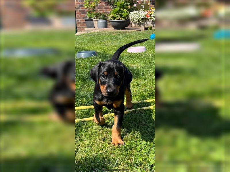 Reinrassige Dobermann Welpen aus Haus- und Familenaufzucht