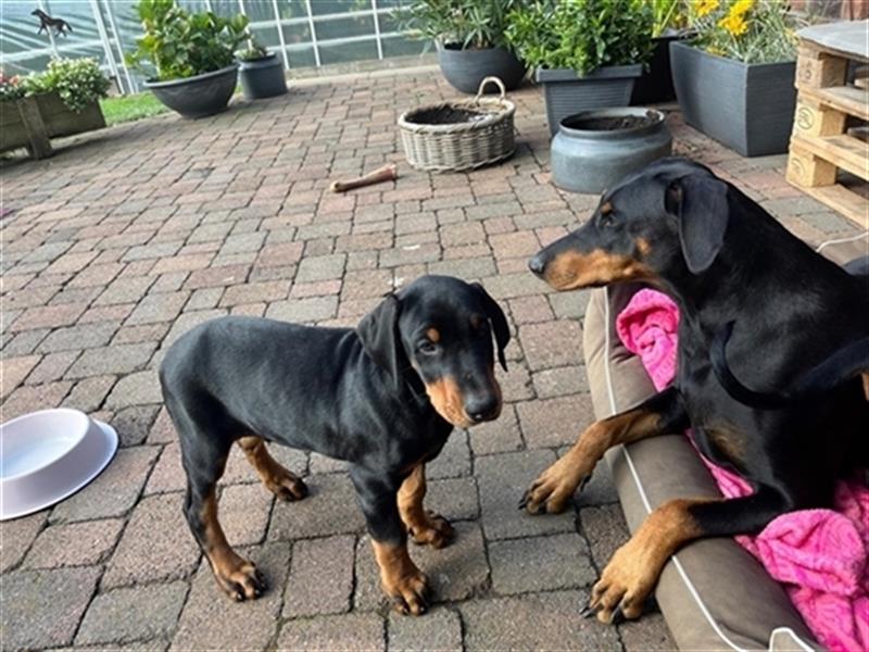 Reinrassige Dobermann Welpen aus Haus- und Familenaufzucht