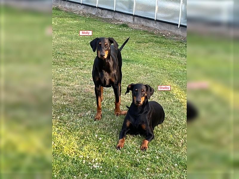 Reinrassige Dobermann Welpen aus Haus- und Familenaufzucht