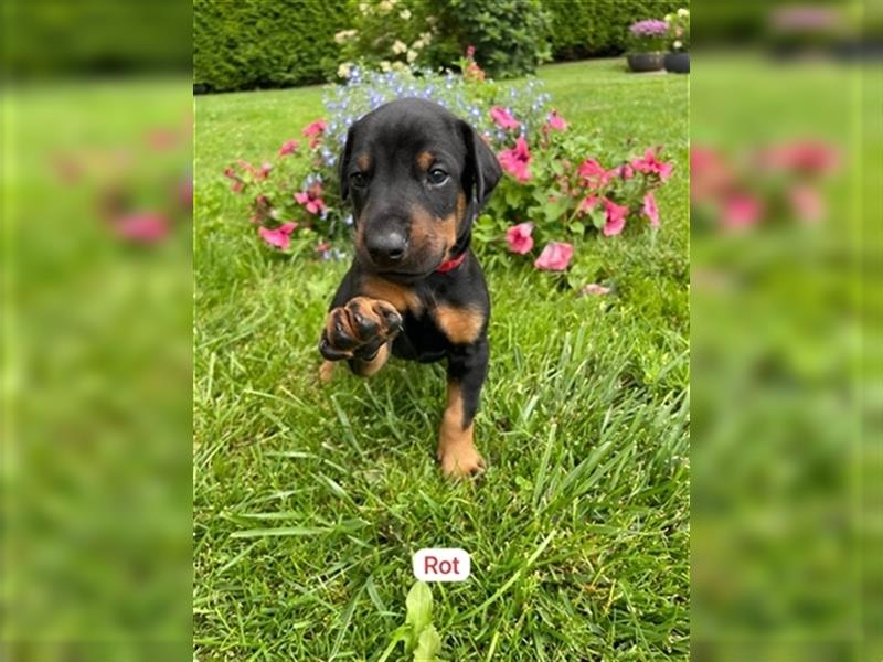 Reinrassige Dobermann Welpen aus Haus- und Familenaufzucht