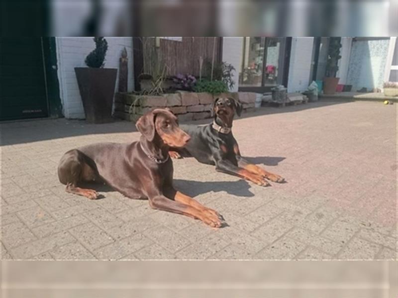 Dobermann Welpen