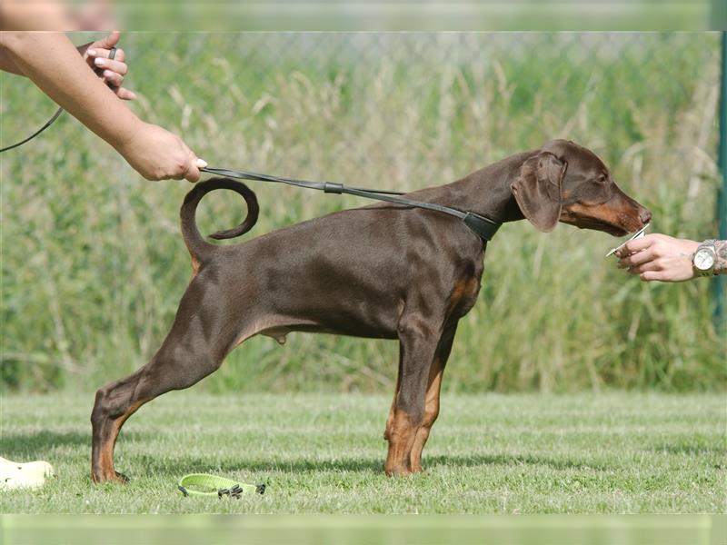 dobermann welpen