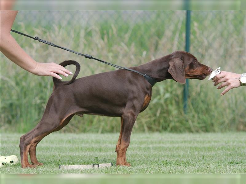 dobermann welpen