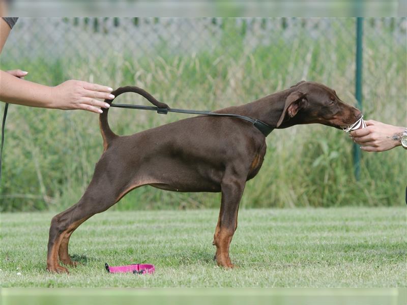 dobermann welpen