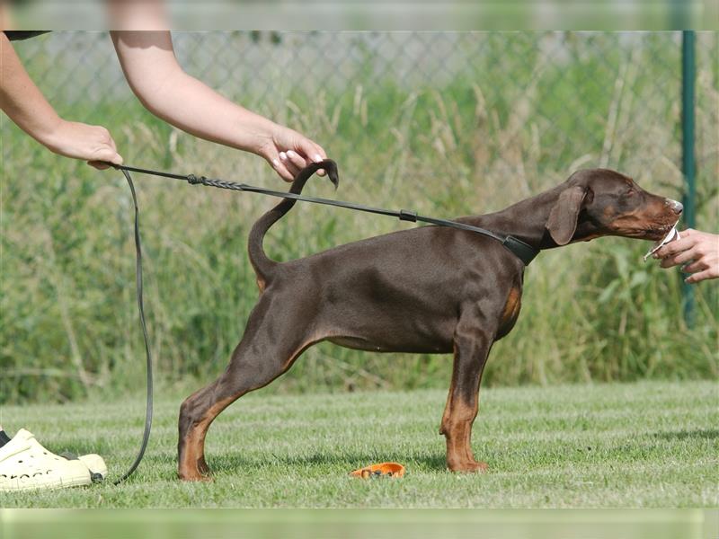 dobermann welpen