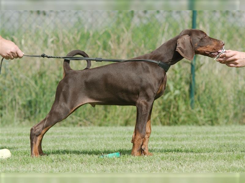 dobermann welpen