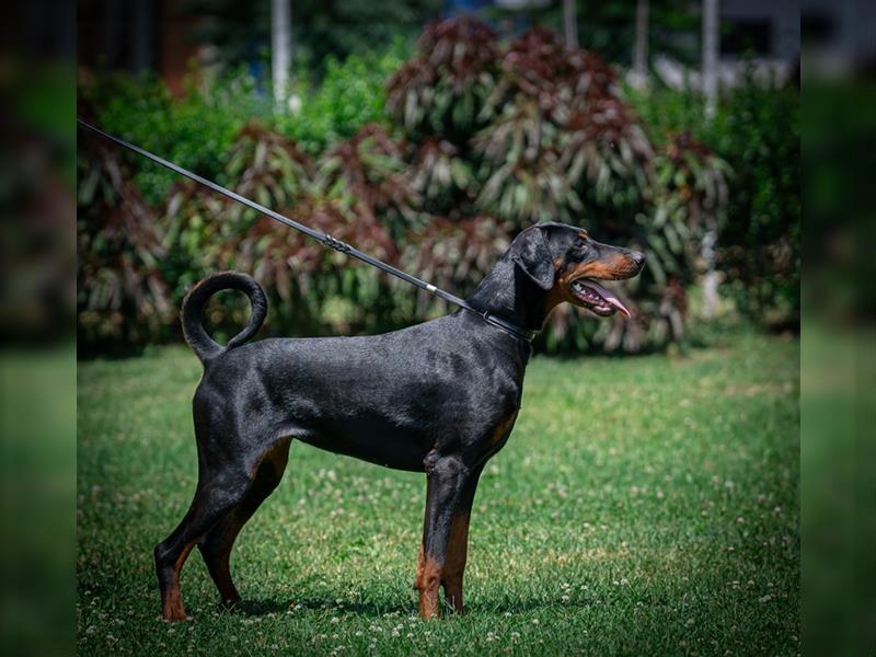 Dobermann Junghündin (Workline) Name: Baby