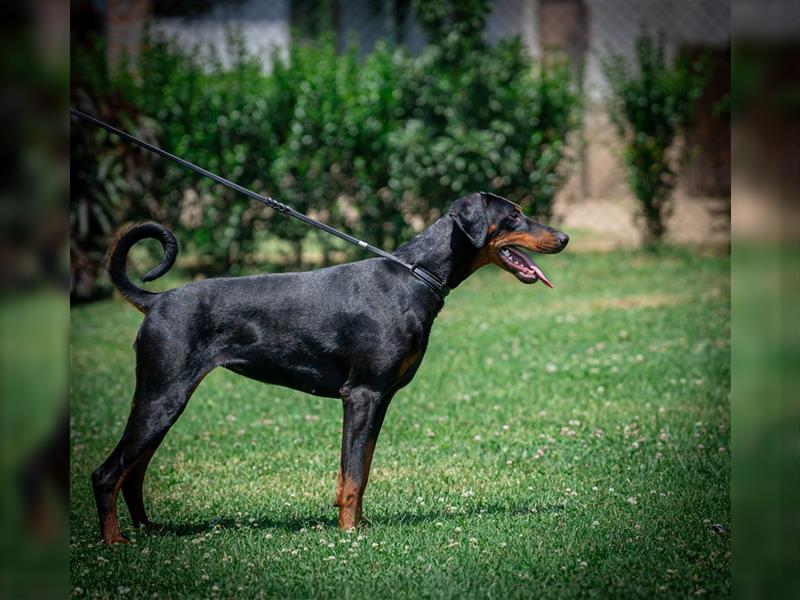 Dobermann Junghündin (Workline) Name: Baby