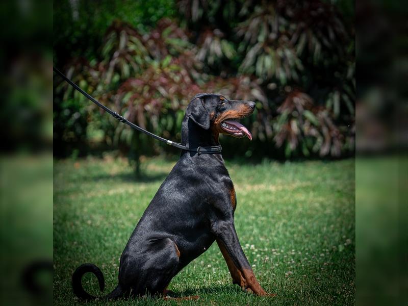 Dobermann Junghündin (Workline) Name: Baby