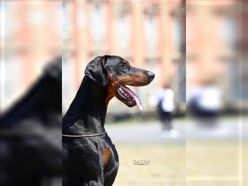 Doberman