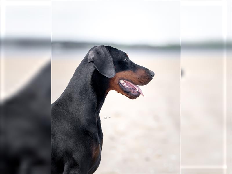 Doberman