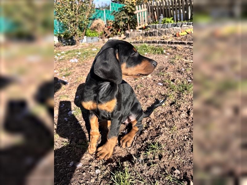 Dobermann Welpe Hundin (Mit HANDICAP!!)