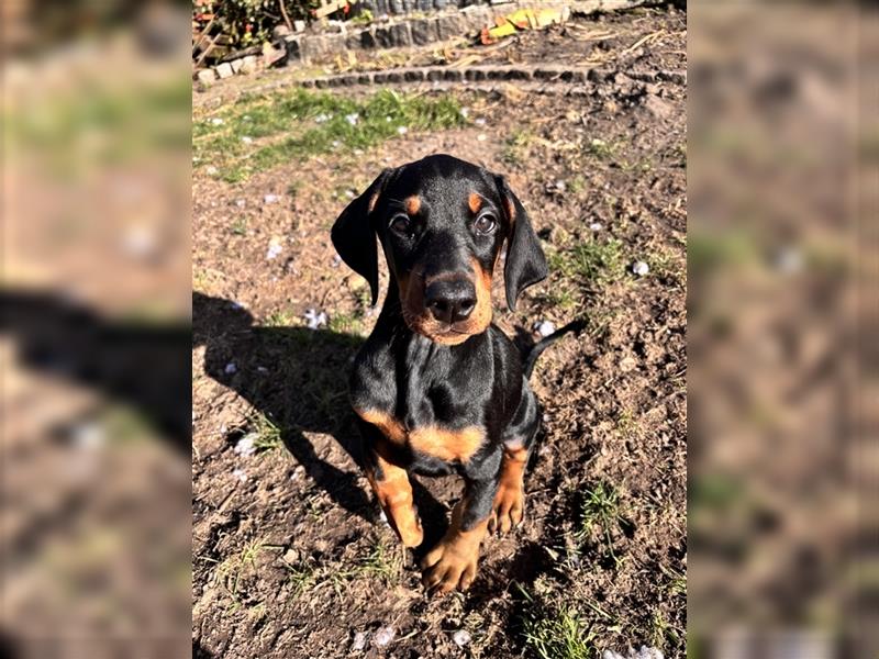 Dobermann Welpe Hundin (Mit HANDICAP!!)