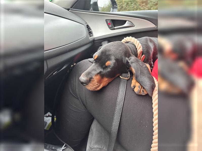 Dobermann Welpe Hundin (Mit HANDICAP!!)