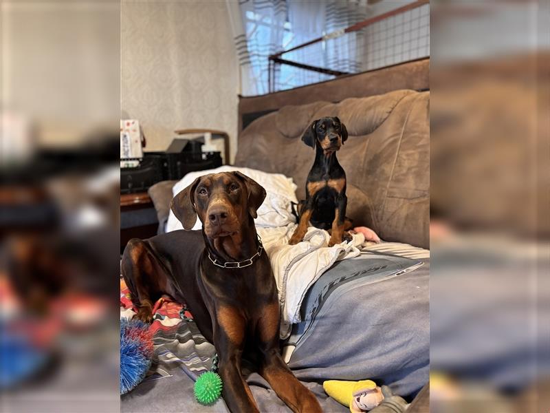 Dobermann Welpe Hundin (Mit HANDICAP!!)