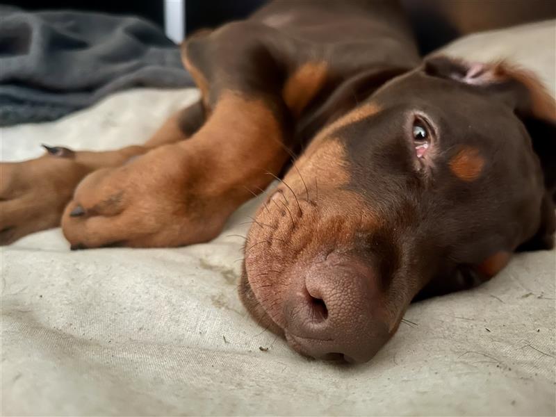 Dobermann Welpe Weibchen braun zu verkaufen