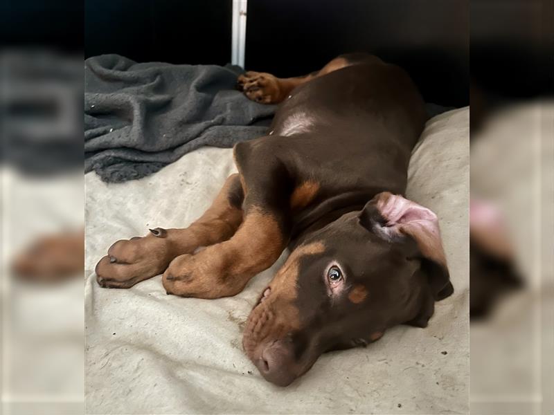 Dobermann Welpe Weibchen braun zu verkaufen