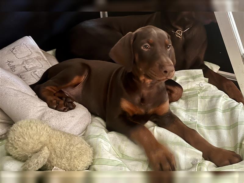 Dobermann Welpe Weibchen braun zu verkaufen