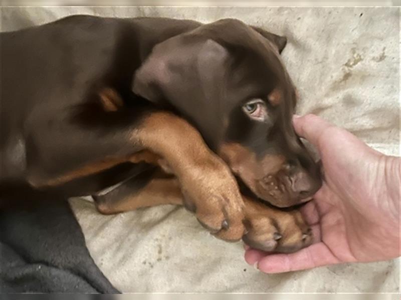 Dobermann Welpe Weibchen braun zu verkaufen