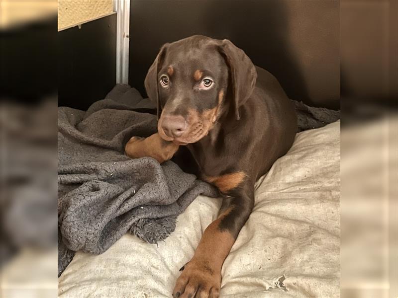 Dobermann Welpe Weibchen braun zu verkaufen