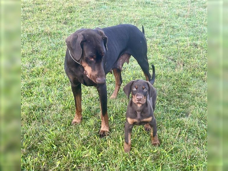 Dobermann Welpe Weibchen braun zu verkaufen