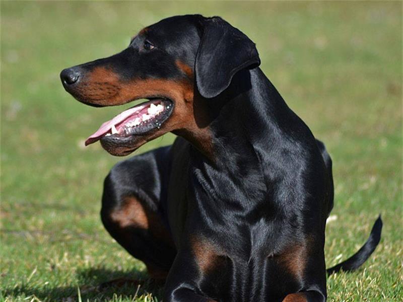 Dobermannwelpen, schönes ofenes Wesen, gleich zur Abnahme (FCI Ahnentafel)