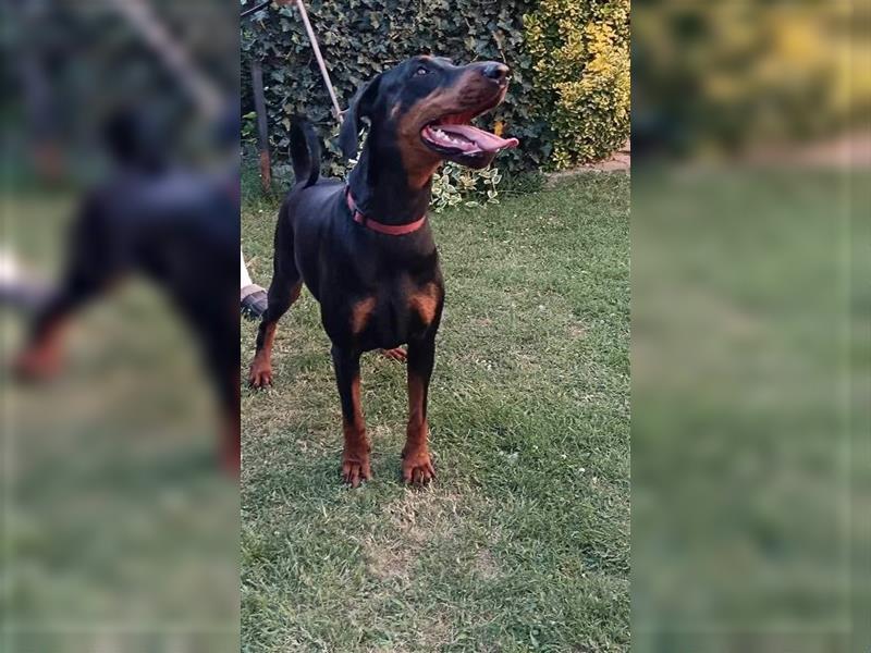 JILL ca. 4 J. menschenbezogene Dobermannhündin verliert Ihr Zuhause