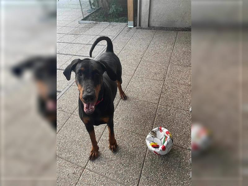 JILL ca. 4 J. menschenbezogene Dobermannhündin verliert Ihr Zuhause