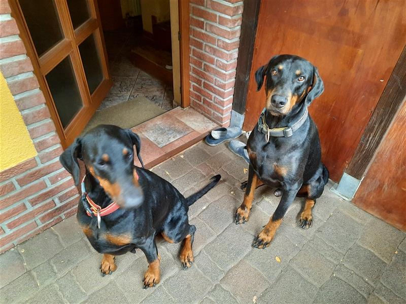 1 Dobermannwelpe