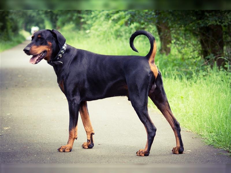 Dobermann Welpen