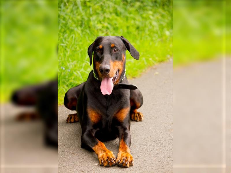 Dobermann Welpen