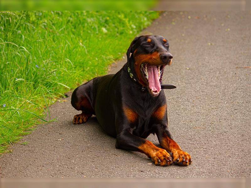 Dobermann Welpen