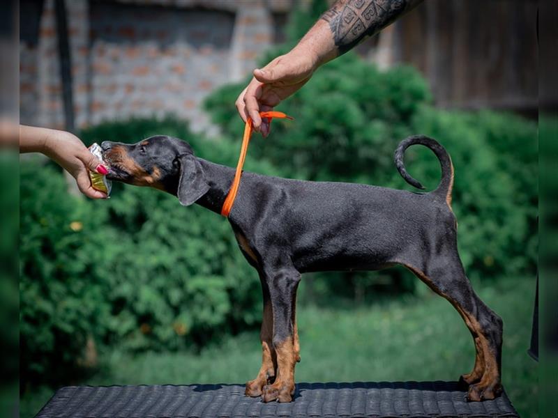 Dobermann - Rüden/Weibchen