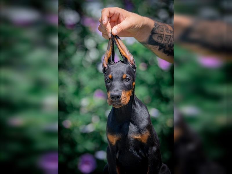 Dobermann - Rüden/Weibchen