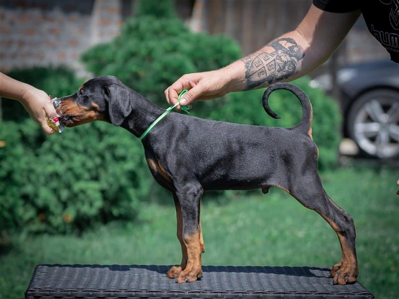 Dobermann - Rüden/Weibchen