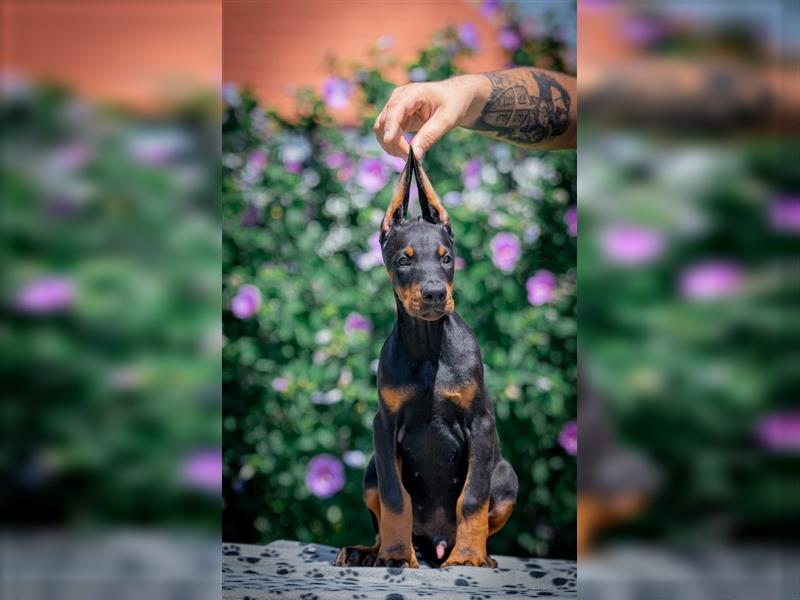 Dobermann - Rüden/Weibchen