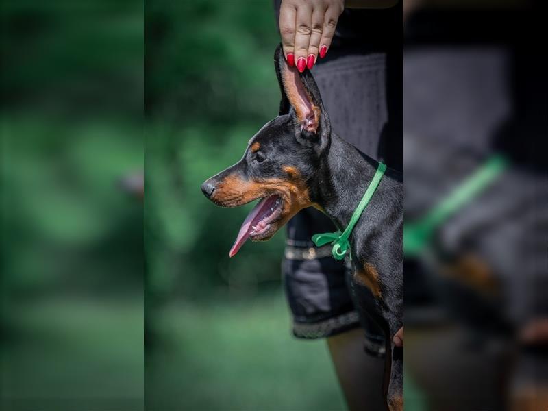 Dobermann - Rüden/Weibchen