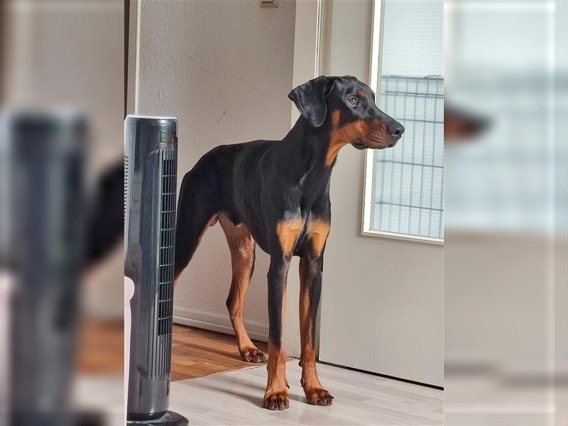 Dobermann 9 Monate alter Rüde