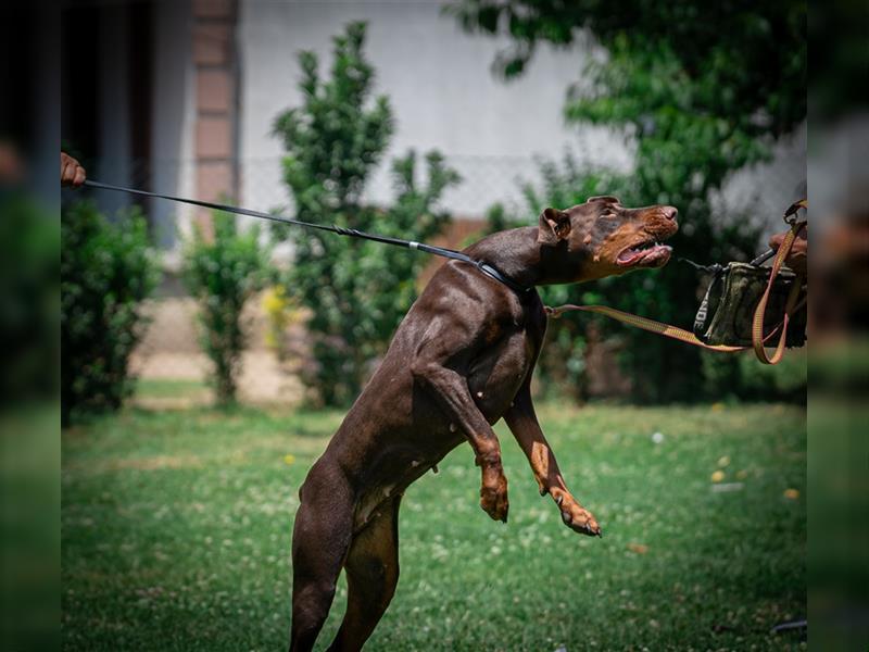 Dobermann Welpen - Mix Europäisch/Amerikanisch - Wurfankündigung