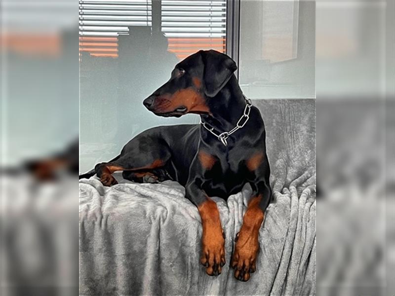 Dobermann rüde 3 Jahre alt mit Papieren . Perfektes wesen