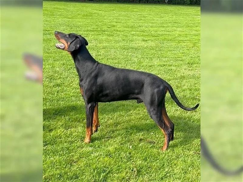 Dobermann rüde 3 Jahre alt mit Papieren . Perfektes wesen