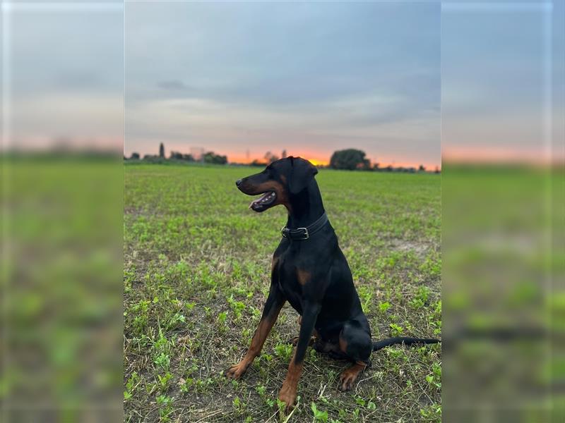 Dobermann rüde 3 Jahre alt mit Papieren . Perfektes wesen