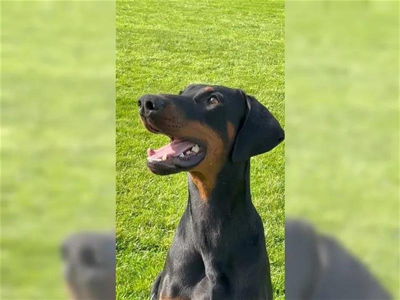 Dobermann rüde 3 Jahre alt mit Papieren . Perfektes wesen